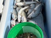 Red Drum Tackle Shop, Scoring Big on Sandfleas