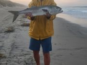 OBX Bait & Tackle Corolla Outer Banks, Corolla Fish Report