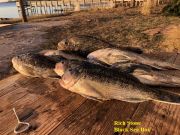 TW’s Bait & Tackle, Daily Fishing Report