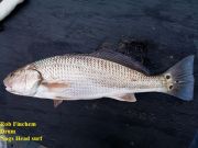 TW’s Bait & Tackle, Daily Fishing Report