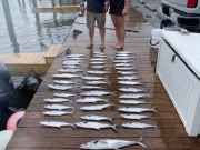 OBX Bait & Tackle Corolla Outer Banks, Corolla Fish Report