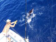 Tuna Duck Sportfishing, Sailfish Release