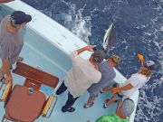 Tuna Duck Sportfishing, Sailfish Release