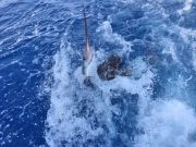 Tuna Duck Sportfishing, Sailfish Release