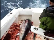 C-Legs Sportfishing, Good Weekend