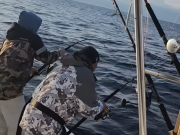 C-Legs Sportfishing, Doubled Up on Bluefin