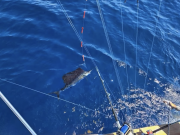 Oregon Inlet Fishing Center, Sailfish, Mahi, Trout, & More!