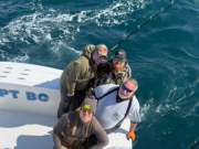 Oregon Inlet Fishing Center, Bluefin Tuna and King Mackerel