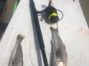 TW’s Bait & Tackle, Daily Fishing Report