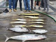 Pirate's Cove Marina, Midweek Fishin!