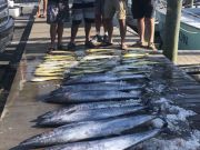 Bite Me Sportfishing Charters, Wahoos!  Tuna and Dolphin!  Slick Calm