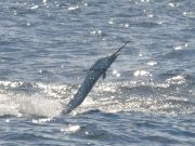 Bite Me Sportfishing Charters, White Marlin Time!