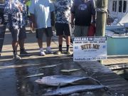 Bite Me Sportfishing Charters, Quality and Quantity