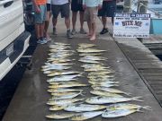 Bite Me Sportfishing Charters, Dolphins and a Sailfish