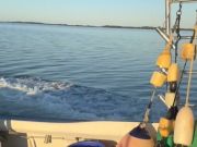 Risky Business Shrimping & Crabbing Charters, Trading Shrimping for Fishing!