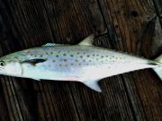 Jennette's Pier, Spanish Mackerel