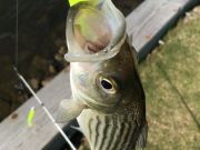 TW’s Bait & Tackle, Daily Fishing Report