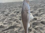 OBX Bait & Tackle Corolla Outer Banks, Corolla Fish Report