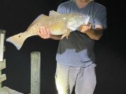 OBX Bait & Tackle Corolla Outer Banks, Corolla Fish Report