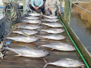 Pirate's Cove Marina, Mixed Bag!
