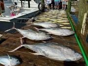 Pirate's Cove Marina, Bite Breakdown