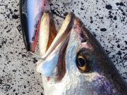 TW’s Bait & Tackle, TW's Daily Fishing Report. 2/3/16
