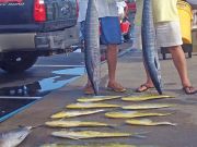 Tuna Duck Sportfishing, Great Day on the Water