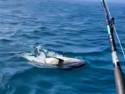 Wanchese Marina, Spring Fishing is Heating Up
