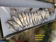 TW’s Bait & Tackle, Daily Fishing Report