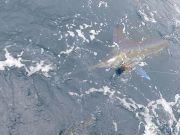 Tuna Duck Sportfishing, White Marlin Release