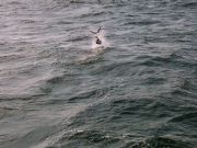 Tuna Duck Sportfishing, White Marlins