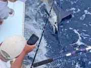 Tuna Duck Sportfishing, Sailfish and White Marlin Release