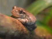 North Carolina Aquarium on Roanoke Island, Toads, Frogs and Salamander Oh My! Day Camp