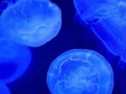 North Carolina Aquarium on Roanoke Island, Behind the Scenes: Jellies