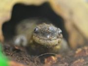 North Carolina Aquarium on Roanoke Island, Animal Ambassadors