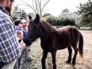 Island Farm, Visit with a Banker Pony