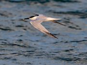 Ocracoke Alive, Bird Walks with Peter Vankevich