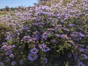 Dare Master Gardener Association, Winter Gardens