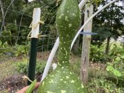 Dare Master Gardener Association, Plant This Instead (on the Outer Banks)