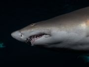 North Carolina Aquarium on Roanoke Island, Behind the Scenes: Shark Feeding