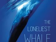 Dare County Arts Council, Film Series: The Loneliest Whale