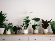 Dare Master Gardener Association, House Plants -Gardening in the Great Indoors