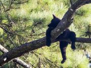 Coastal North Carolina National Wildlife Refuges, Bear Necessities Alligator River NWR Presentation