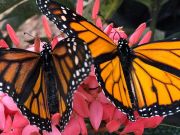 Elizabethan Gardens, Butterfly House Release