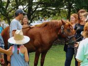 Corolla Wild Horse Fund, Meet a Banker Horse in Nags Head
