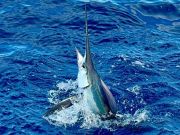 Community Care Clinic of Dare, 5th Annual Billfish Tournament
