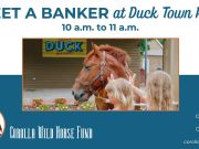 Corolla Wild Horse Fund, Meet a Banker Horse in Duck