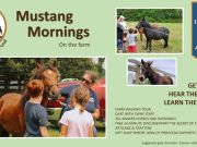 Corolla Wild Horse Fund, Mustang Mornings on the Farm