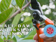 Elizabethan Gardens, Half-Day Workshop: Pruning
