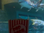 North Carolina Aquarium on Roanoke Island, Member's Only Movie Night